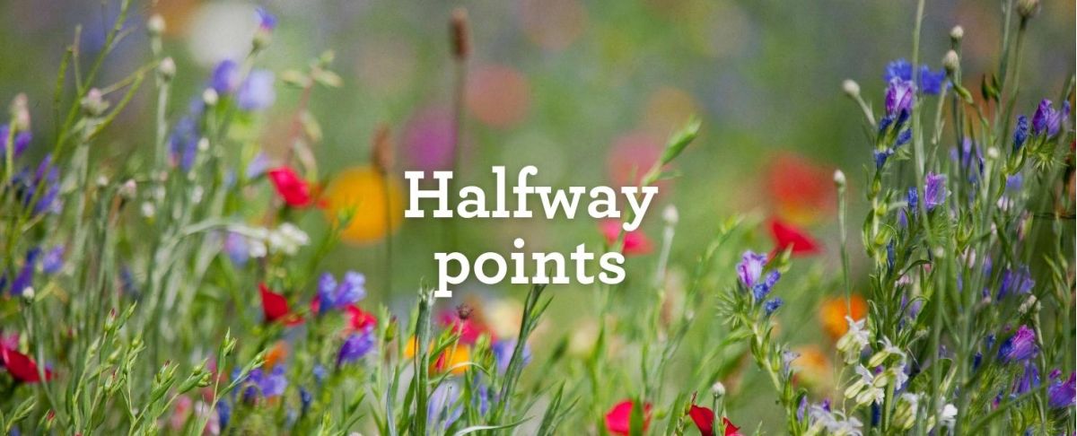 2025 GLL blog 4 June Midway Summary